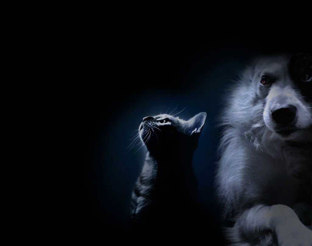 Ритуальные услуги для животных в г. Чехов Московской области