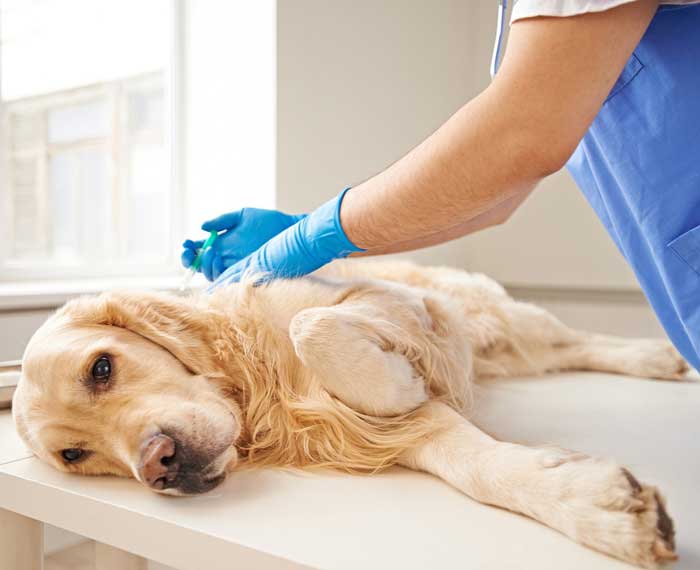 Усыпить собаку безболезненно (наркоз), усыпить кошку безболезненно (наркоз) в г. Чехов Московской области