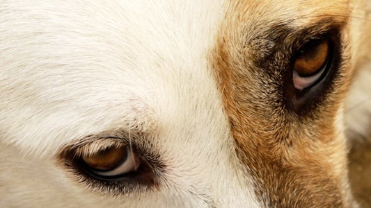 Усыпить животное на дому (собаки, кошки) в г. Чехов Московской области