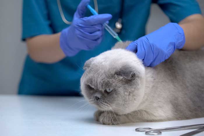 Усыпление (эвтаназия) животных на дому в г. Чехов Московской области