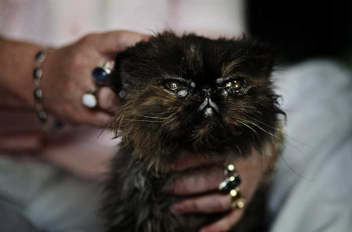 Безболезненно умертвить животное в г. Чехове Московской области