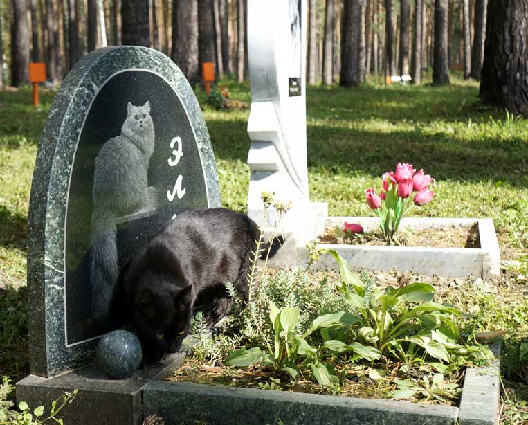 Похоронить животное на кладбище в г. Чехов Московской области
