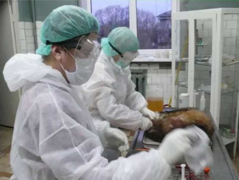 Патологоанатомическое вскрытие животного (собаки, кошки, кролика) в г. Чехов Московской области